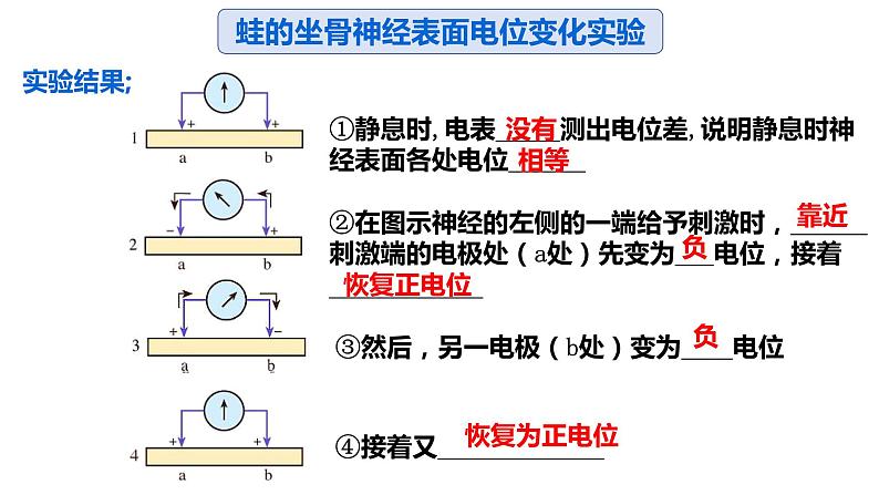 2.3 神经冲动的产生和传导 课件高中生物选择性必修一第6页