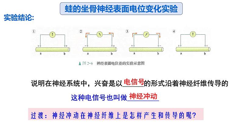 2.3 神经冲动的产生和传导 课件高中生物选择性必修一第7页