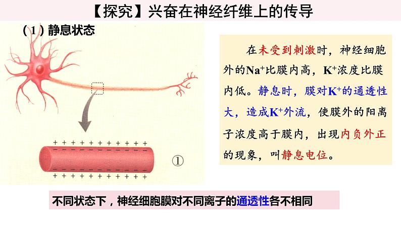 2.3 神经冲动的产生和传导 课件高中生物选择性必修一第8页