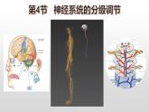 2.4神经系统的分级调节 课件高中生物选择性必修一