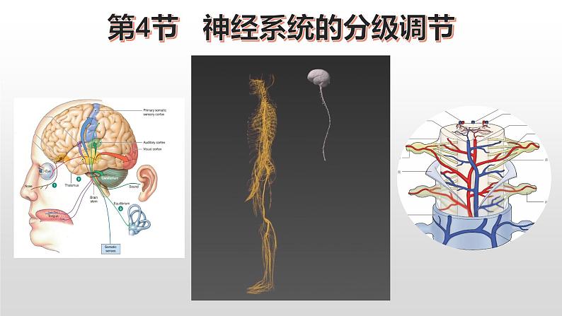 2.4神经系统的分级调节 课件高中生物选择性必修一01