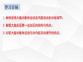 2.4神经系统的分级调节 课件高中生物选择性必修一