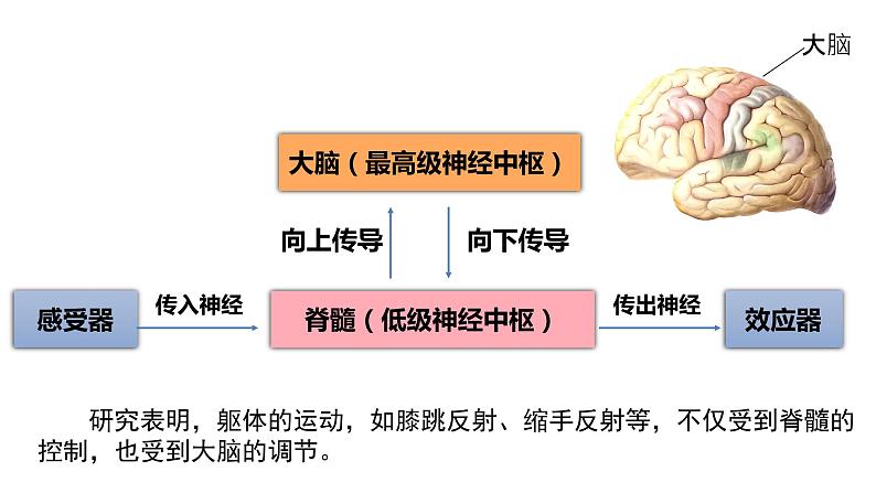 2.4神经系统的分级调节 课件高中生物选择性必修一04