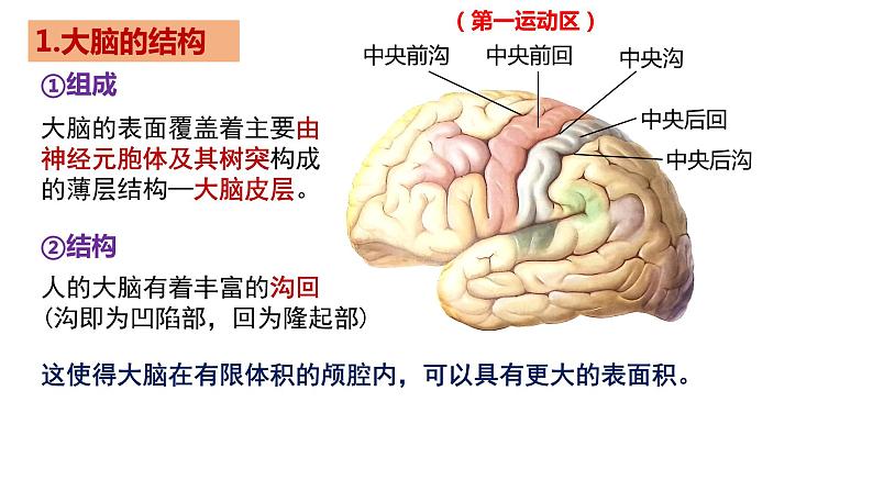 2.4神经系统的分级调节 课件高中生物选择性必修一05