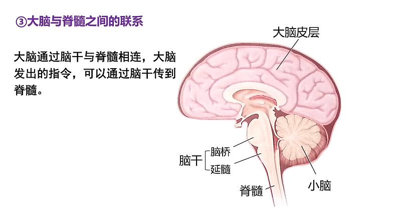 2.4神经系统的分级调节 课件高中生物选择性必修一06