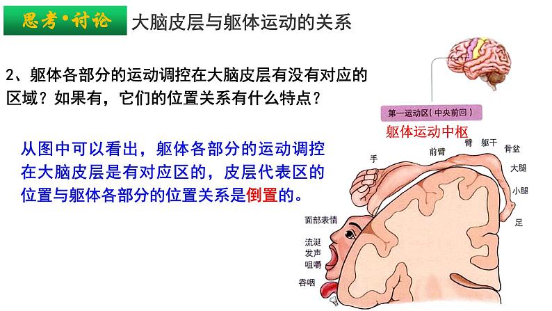 2.4神经系统的分级调节 课件高中生物选择性必修一08