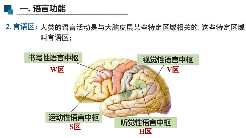 2.5人脑的高级功能 课件高中生物选择性必修一第8页