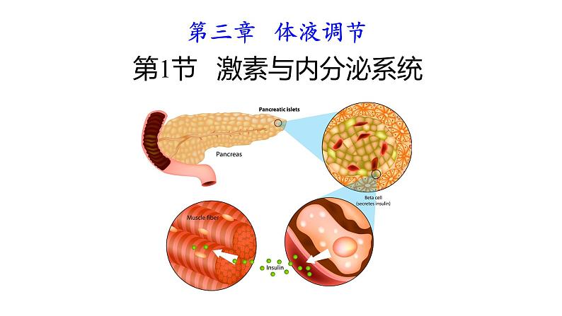 3.1激素与内分泌系统 课件高中生物选择性必修一第1页