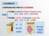 3.1激素与内分泌系统 课件高中生物选择性必修一
