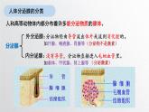 3.1激素与内分泌系统 课件高中生物选择性必修一