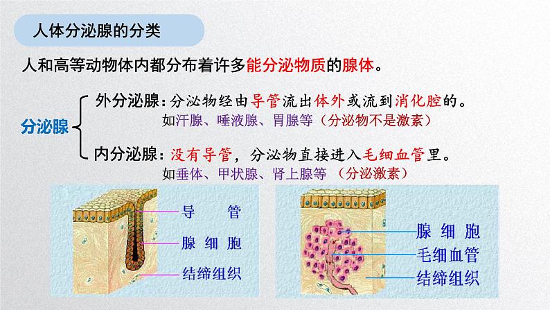 3.1激素与内分泌系统 课件高中生物选择性必修一第4页