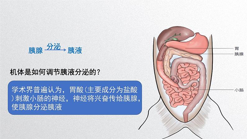 3.1激素与内分泌系统 课件高中生物选择性必修一第7页