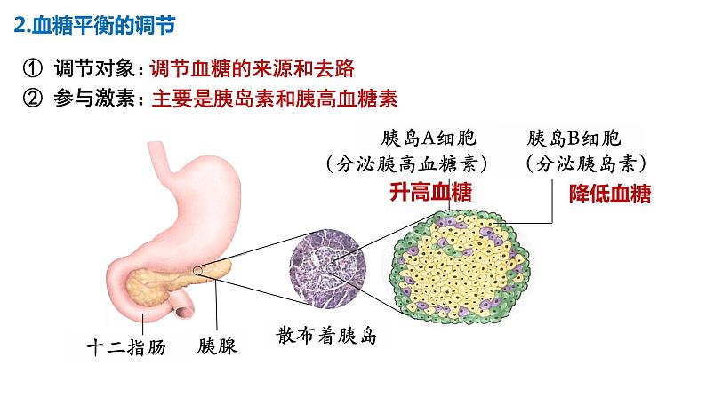 3.2激素调节的过程 课件高中生物选择性必修一第7页