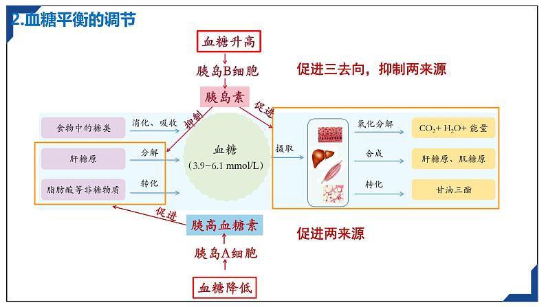 3.2激素调节的过程 课件高中生物选择性必修一第8页