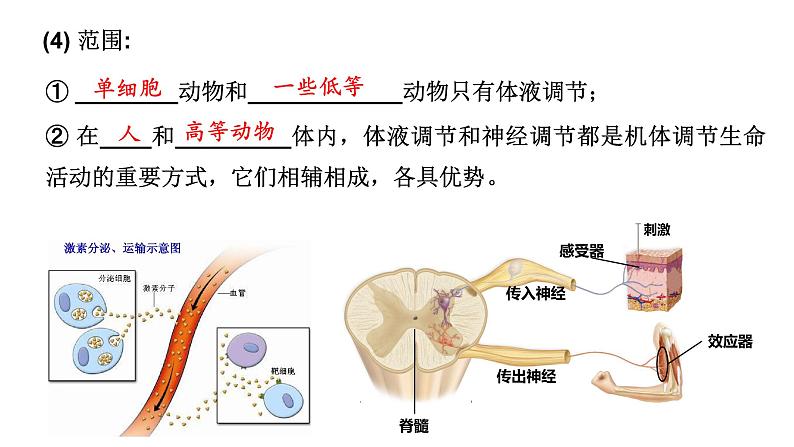 3.3 体液调节与神经调节的关系 课件高中生物选择性必修一07