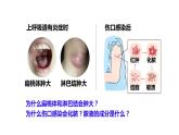 4.1免疫系统的组成和功能 课件高中生物选择性必修一