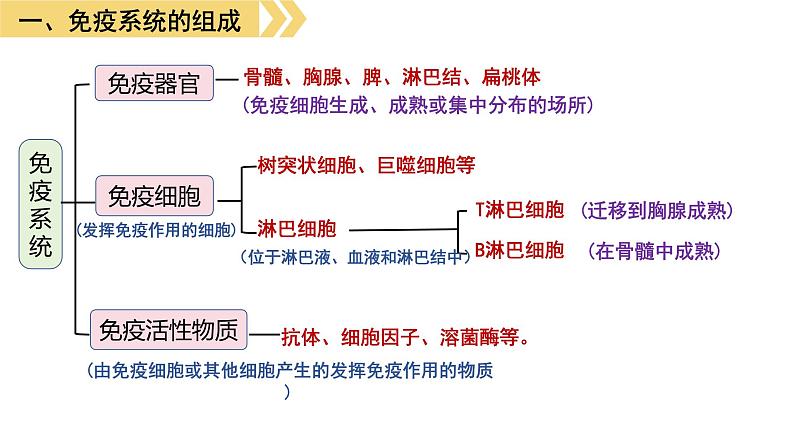 4.1免疫系统的组成和功能 课件高中生物选择性必修一06