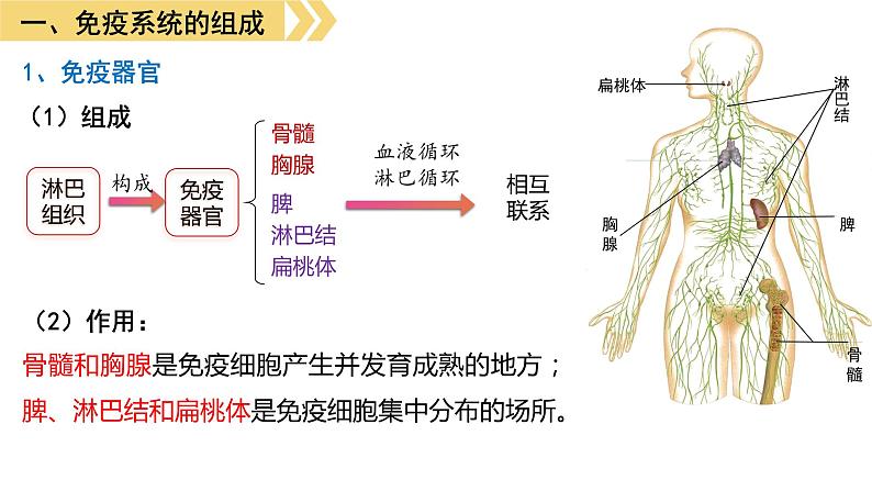 4.1免疫系统的组成和功能 课件高中生物选择性必修一07