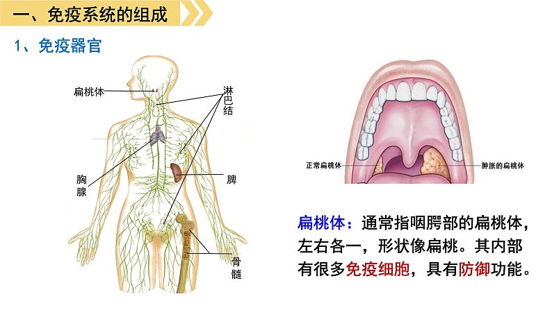 4.1免疫系统的组成和功能 课件高中生物选择性必修一08