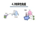 4.2.特异性免疫 课件高中生物选择性必修一