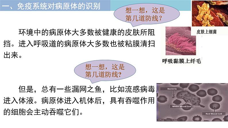 4.2.特异性免疫 课件高中生物选择性必修一第5页