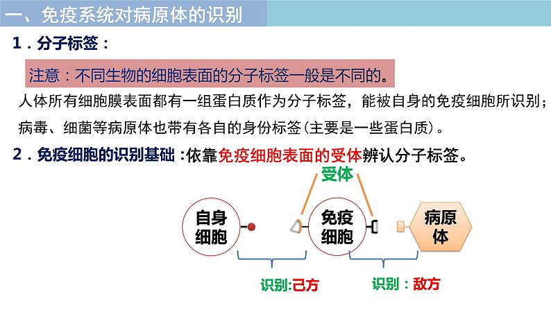 4.2.特异性免疫 课件高中生物选择性必修一第6页