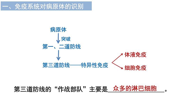 4.2.特异性免疫 课件高中生物选择性必修一第7页