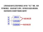 4.3免疫失调 课件高中生物选择性必修一