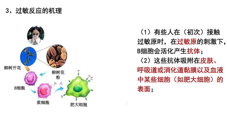 4.3免疫失调 课件高中生物选择性必修一06