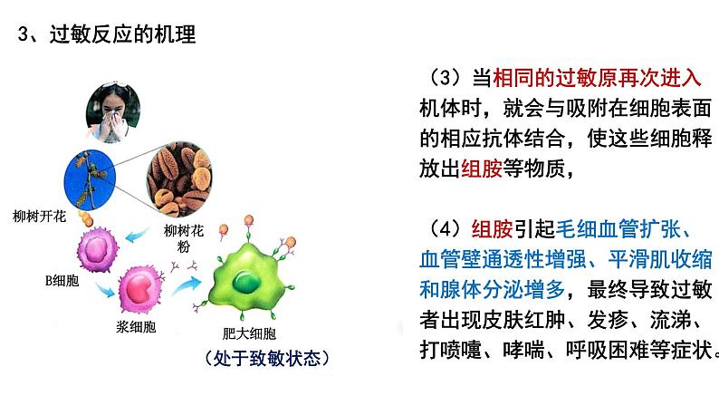 4.3免疫失调 课件高中生物选择性必修一07