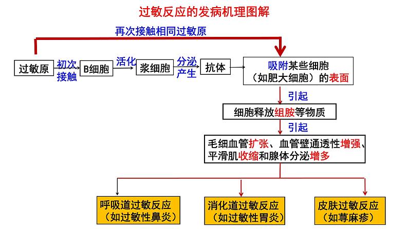 4.3免疫失调 课件高中生物选择性必修一08