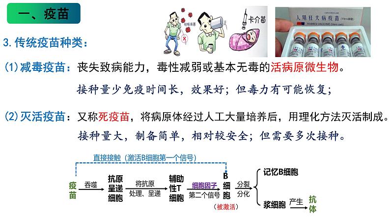 4.4 免疫学的应用 课件高中生物选择性必修一第7页