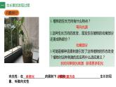 5.1植物生长素（1） 课件高中生物选择性必修一