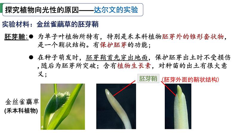 5.1植物生长素（1） 课件高中生物选择性必修一第4页