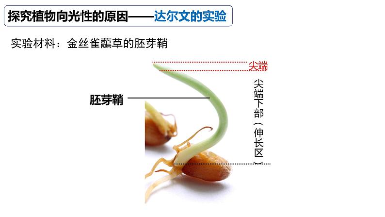 5.1植物生长素（1） 课件高中生物选择性必修一第5页