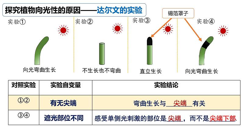 5.1植物生长素（1） 课件高中生物选择性必修一第6页