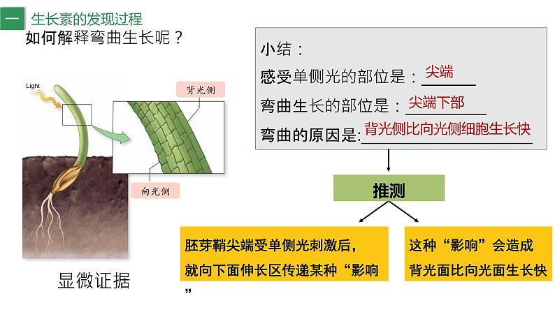 5.1植物生长素（1） 课件高中生物选择性必修一第7页