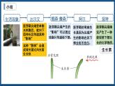 5.1植物生长素（2） 课件高中生物选择性必修一