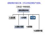 5.2其他植物激素 课件高中生物选择性必修一