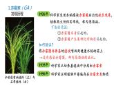 5.2其他植物激素 课件高中生物选择性必修一