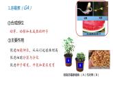 5.2其他植物激素 课件高中生物选择性必修一