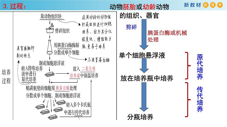 专题32 动物细胞工程-备战2023年高考生物一轮复习全考点精选课件（浙江新教材、新高考专用）03