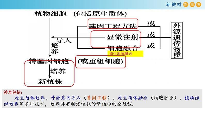 专题31 植物细胞工程-备战2023年高考生物一轮复习全考点精选课件（浙江新教材、新高考专用）第3页