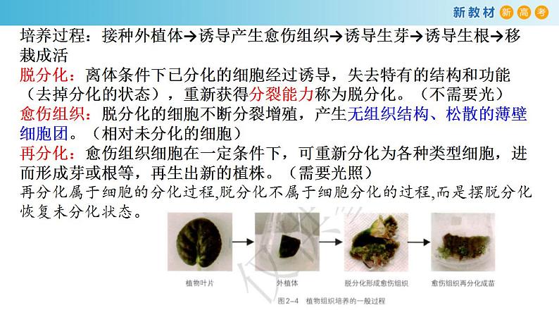 专题31 植物细胞工程-备战2023年高考生物一轮复习全考点精选课件（浙江新教材、新高考专用）第8页