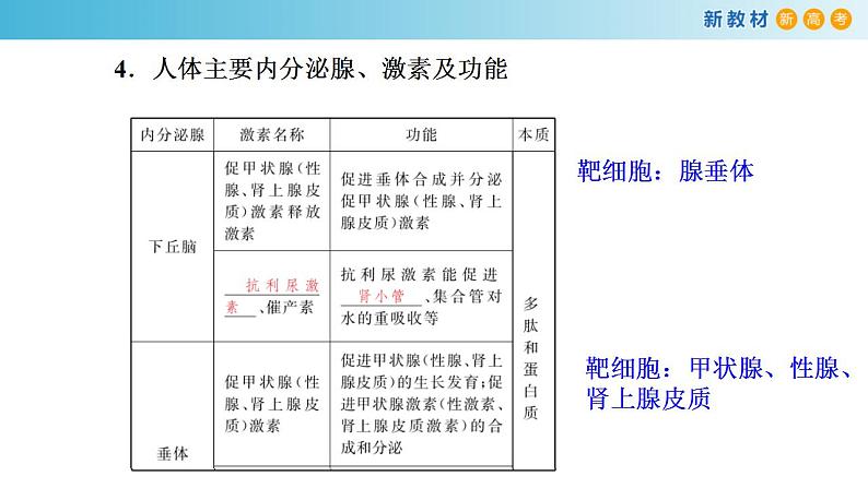 专题24 体液调节-备战2023年高考生物一轮复习全考点精选课件（浙江新教材、新高考专用）第6页