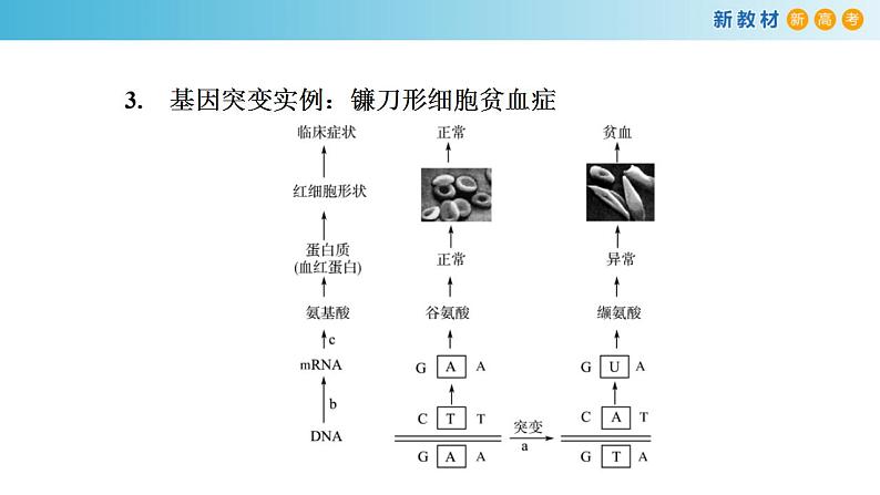 专题19 基因突变和基因重组-备战2023年高考生物一轮复习全考点精选课件（浙江新教材、新高考专用）第5页