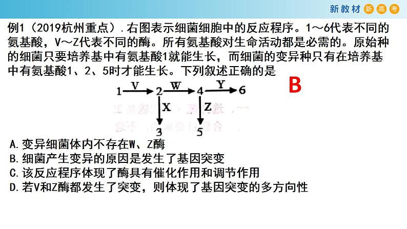 专题19 基因突变和基因重组-备战2023年高考生物一轮复习全考点精选课件（浙江新教材、新高考专用）第7页