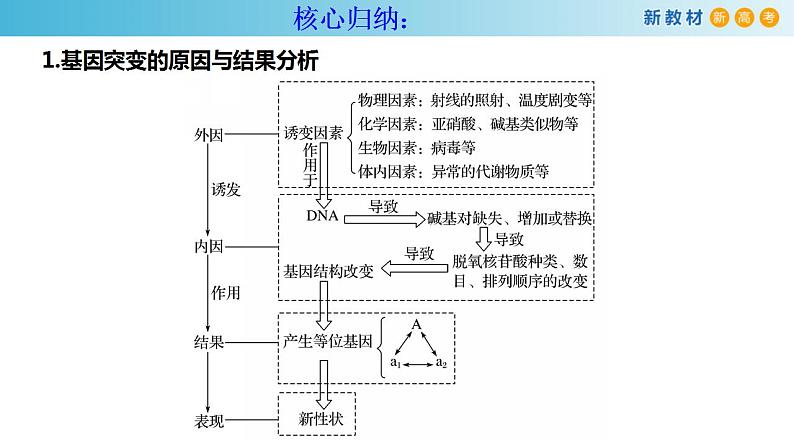 专题19 基因突变和基因重组-备战2023年高考生物一轮复习全考点精选课件（浙江新教材、新高考专用）第8页