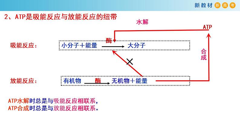 专题6 ATP和酶-备战2023年高考生物一轮复习全考点精选课件（浙江新教材、新高考专用）第3页