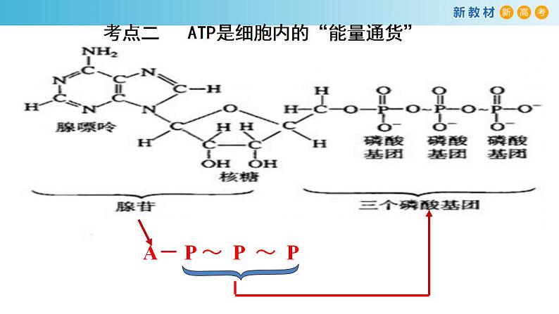 专题6 ATP和酶-备战2023年高考生物一轮复习全考点精选课件（浙江新教材、新高考专用）第5页